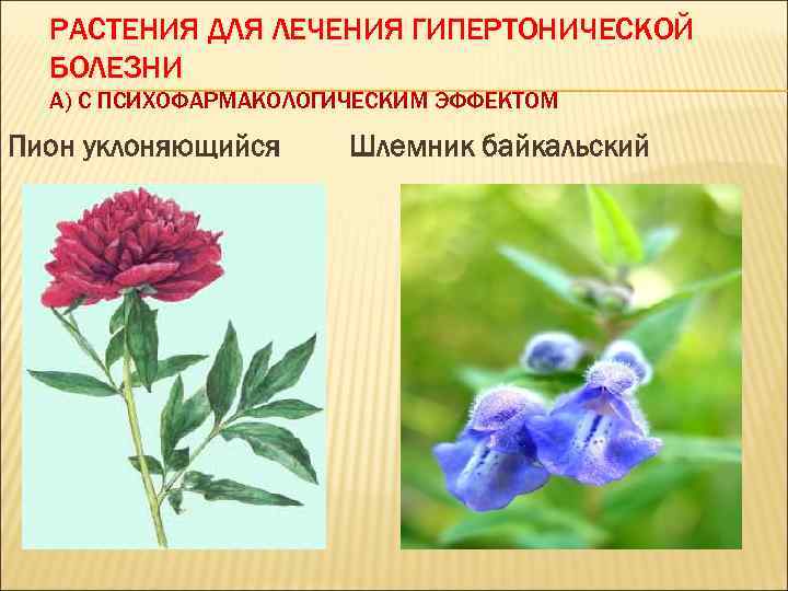 РАСТЕНИЯ ДЛЯ ЛЕЧЕНИЯ ГИПЕРТОНИЧЕСКОЙ БОЛЕЗНИ А) С ПСИХОФАРМАКОЛОГИЧЕСКИМ ЭФФЕКТОМ Пион уклоняющийся Шлемник байкальский 