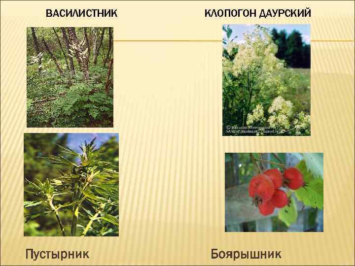 ВАСИЛИСТНИК Пустырник КЛОПОГОН ДАУРСКИЙ Боярышник 