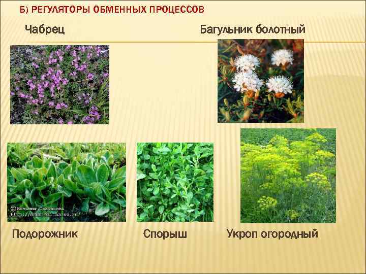 Б) РЕГУЛЯТОРЫ ОБМЕННЫХ ПРОЦЕССОВ Чабрец Подорожник Багульник болотный Спорыш Укроп огородный 