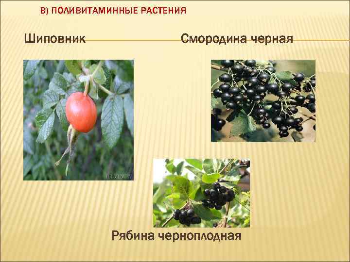 В) ПОЛИВИТАМИННЫЕ РАСТЕНИЯ Шиповник Смородина черная Рябина черноплодная 