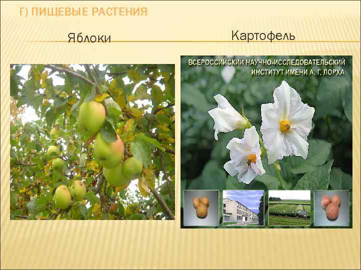 Г) ПИЩЕВЫЕ РАСТЕНИЯ Яблоки Картофель 