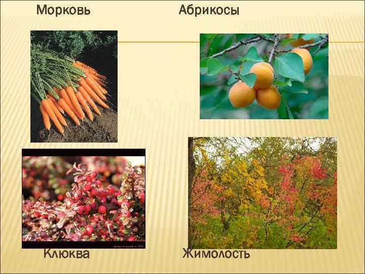 Морковь Клюква Абрикосы Жимолость 
