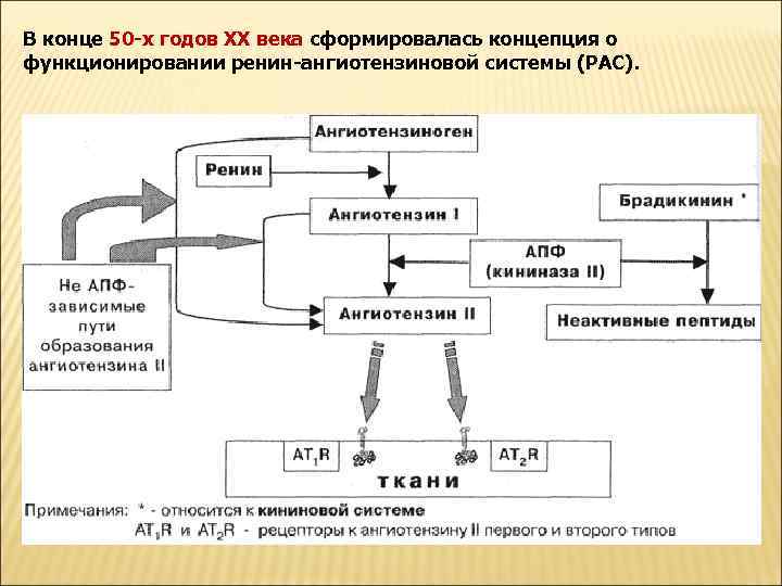 В конце 50 -х годов ХХ века сформировалась концепция о функционировании ренин-ангиотензиновой системы (РАС).