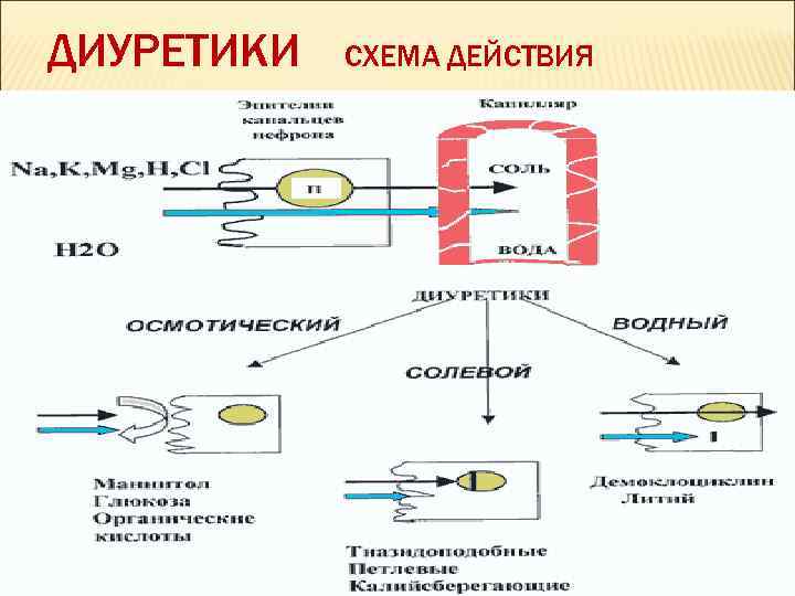 ДИУРЕТИКИ СХЕМА ДЕЙСТВИЯ 
