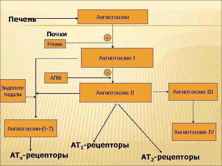 Ангиотензин Печень Почки Ренин + Ангиотензин I АПФ Эндопептидазы + Ангиотензин II Ангиотензин-(I-7) АТх-рецепторы