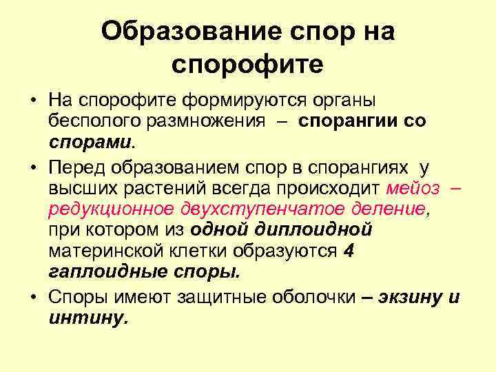 Образование спор на спорофите • На спорофите формируются органы бесполого размножения спорангии со спорами.