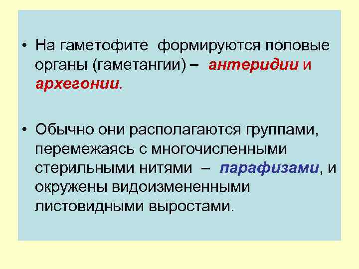  • На гаметофите формируются половые органы (гаметангии) антеридии и архегонии. • Обычно они