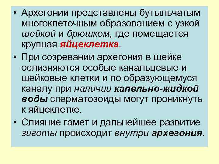  • Архегонии представлены бутыльчатым многоклеточным образованием с узкой шейкой и брюшком, где помещается