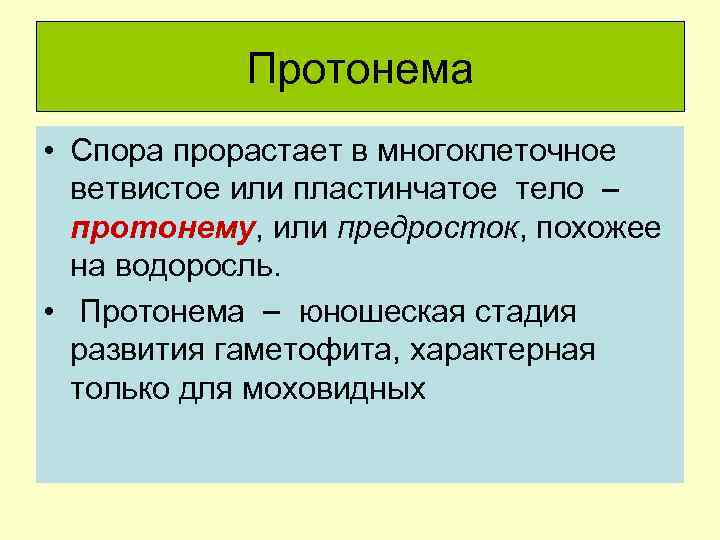 Протонема • Спора прорастает в многоклеточное ветвистое или пластинчатое тело протонему, или предросток, похожее