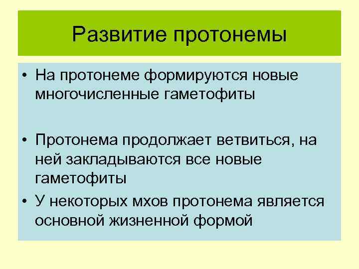 Развитие протонемы • На протонеме формируются новые многочисленные гаметофиты • Протонема продолжает ветвиться, на