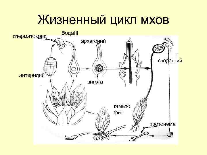Жизненный цикл мхов сперматозоид Вода!!! архегоний спорангий антеридий зигота гамето фит протонема 