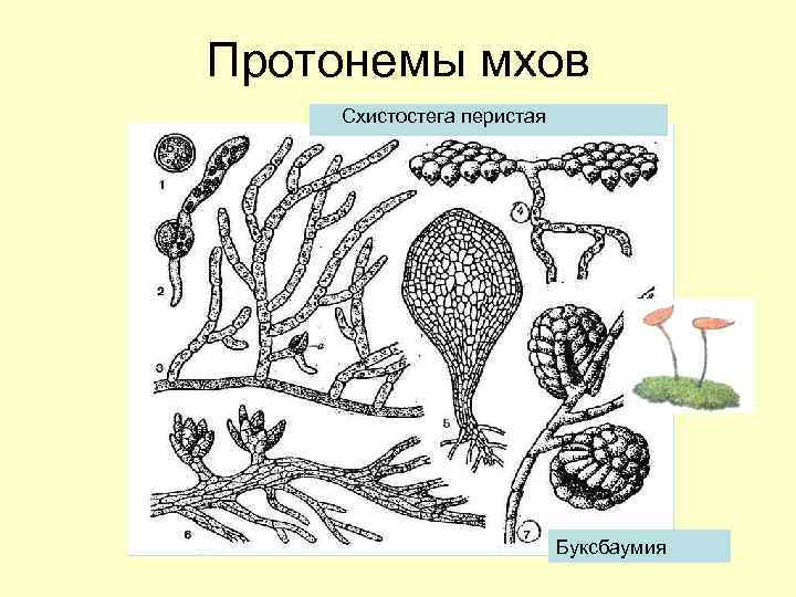 Протонемы мхов Схистостега перистая Буксбаумия 