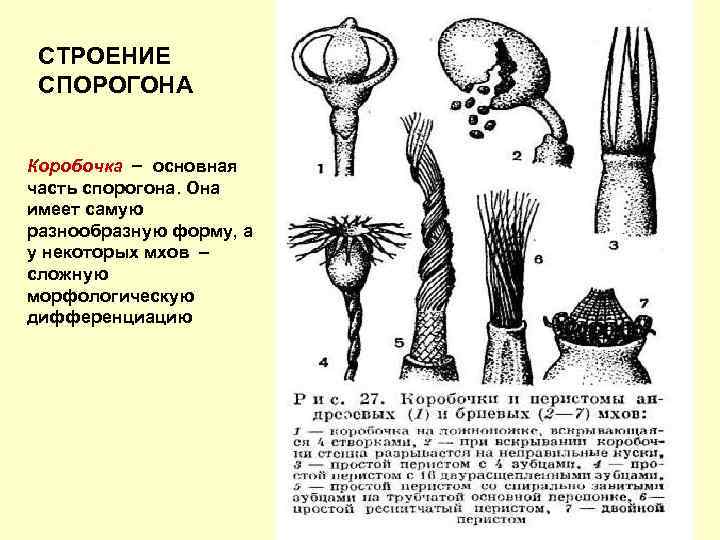 СТРОЕНИЕ СПОРОГОНА Коробочка основная часть спорогона. Она имеет самую разнообразную форму, а у некоторых