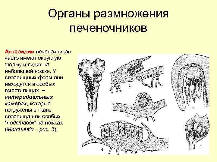 Органы размножения печеночников Антеридии печеночников часто имеют округлую форму и сидят на небольшой ножке.