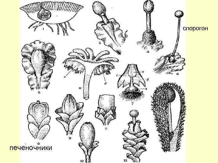 спорогон печеночники 