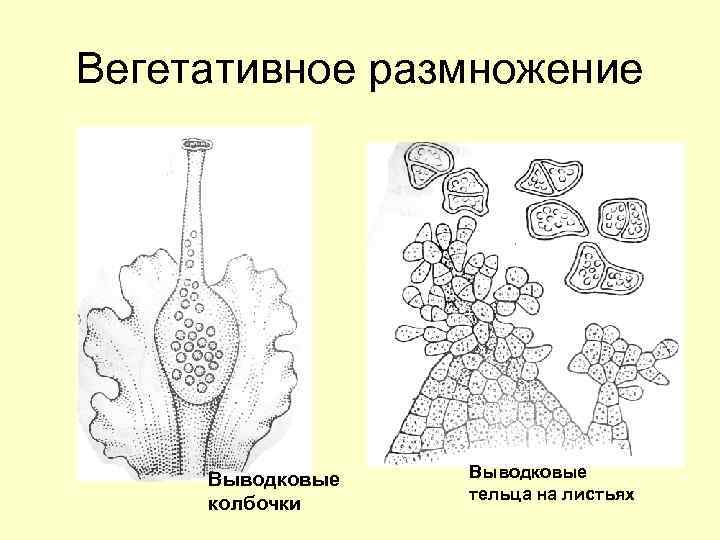 Вегетативное размножение Выводковые колбочки Выводковые тельца на листьях 