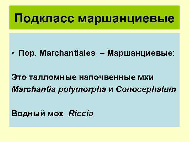 Подкласс маршанциевые • Пор. Marchantiales Маршанциевые: Это талломные напочвенные мхи Marchantia polymorpha и Conocephalum
