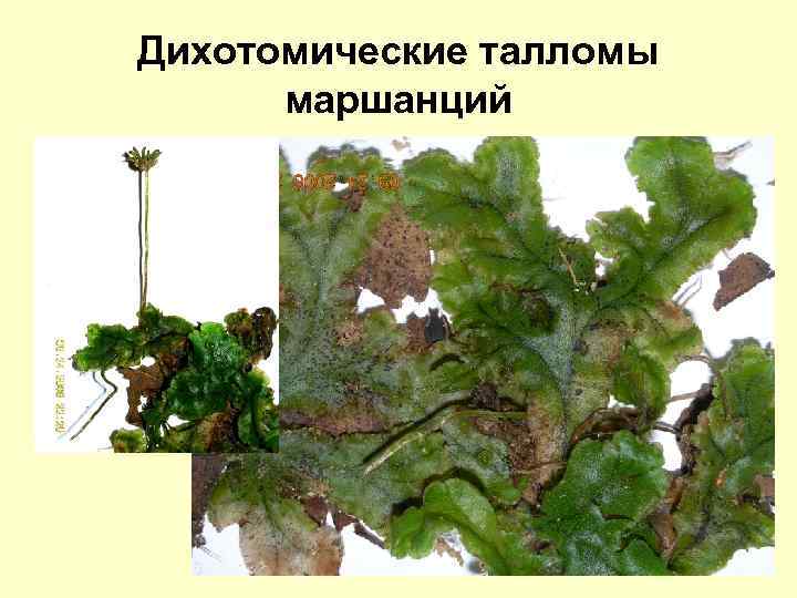 Дихотомические талломы маршанций 