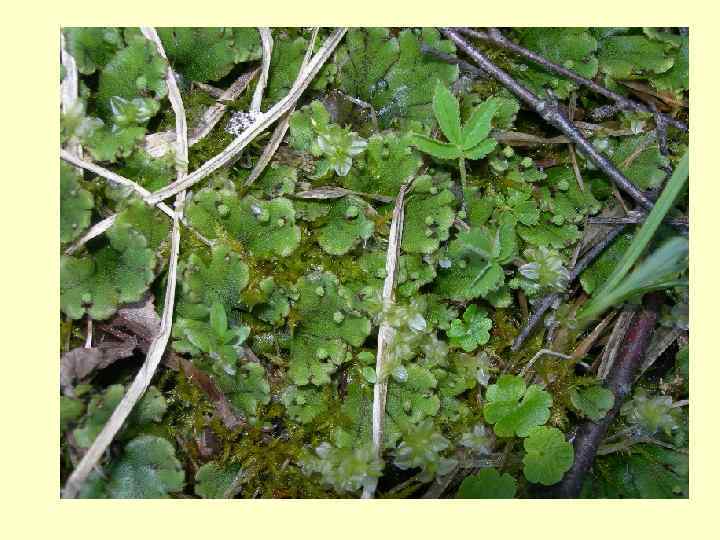 Подставки маршанции 