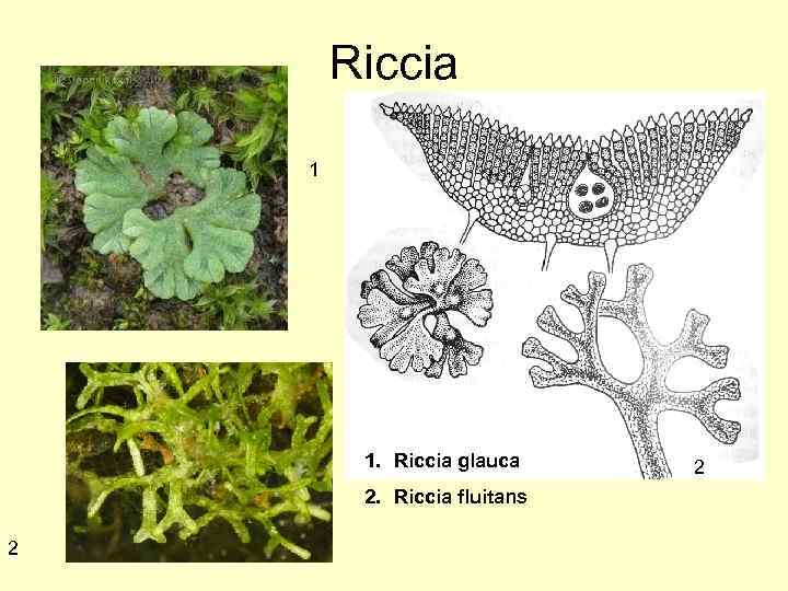 Riccia 1 1. Riccia glauca 2. Riccia fluitans 2 2 