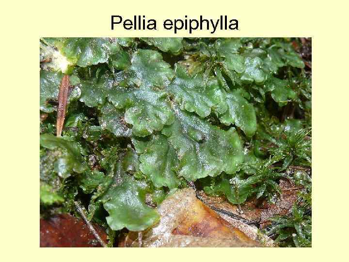 Pellia epiphylla 