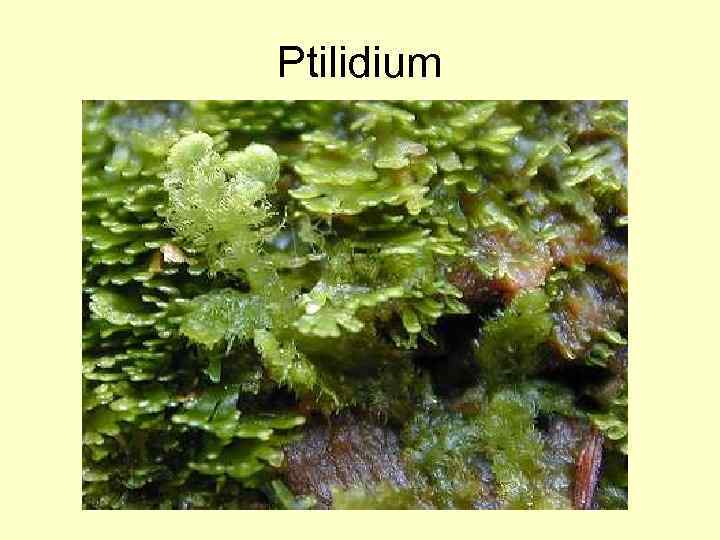 Ptilidium 