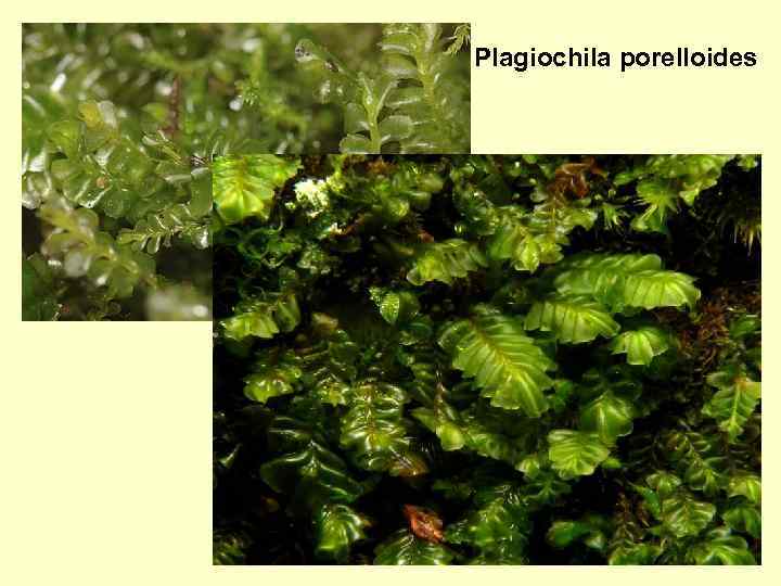 Plagiochila porelloides 