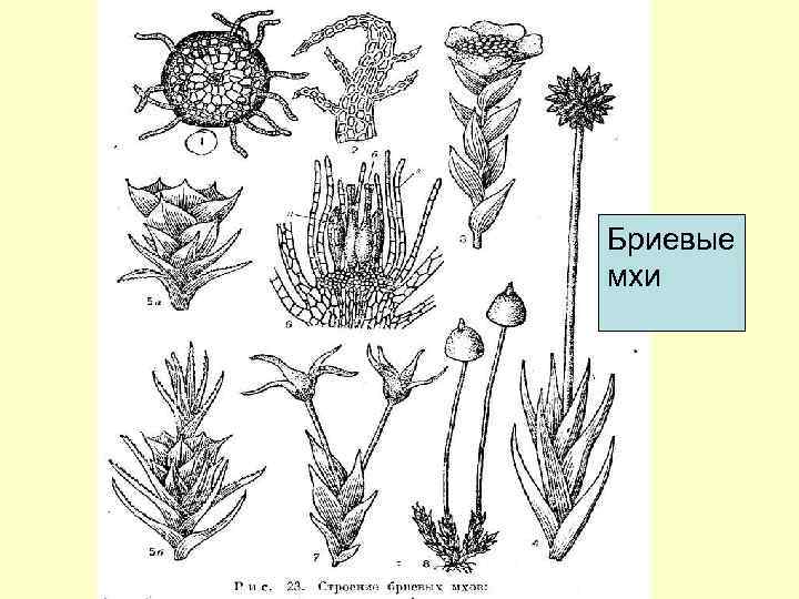 Бриевые мхи 