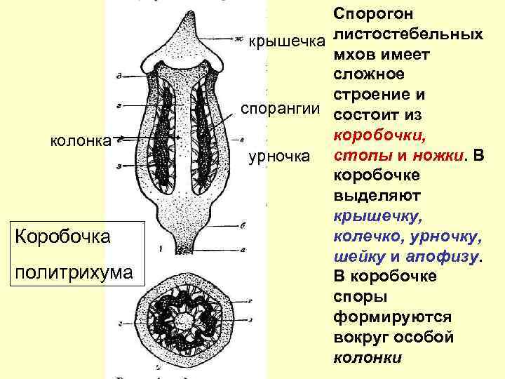 колонка Коробочка политрихума Спорогон крышечка листостебельных мхов имеет сложное строение и спорангии состоит из