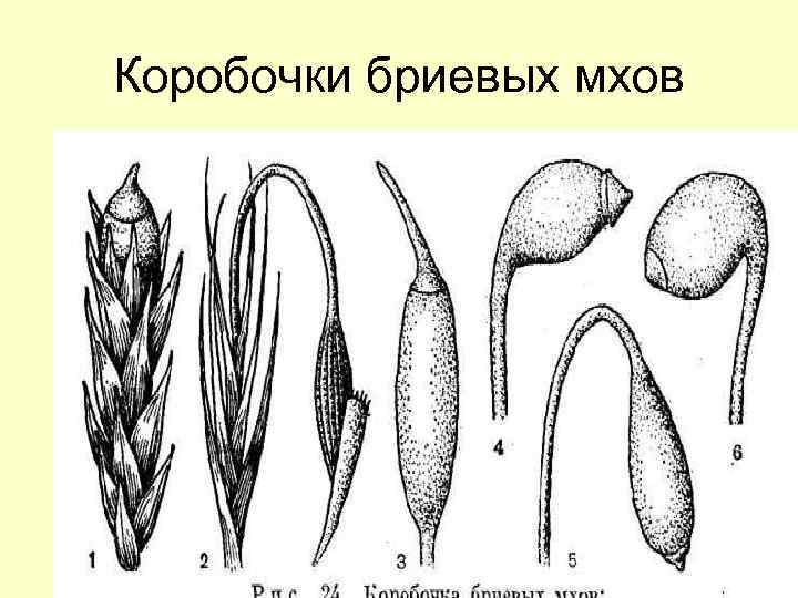 Коробочки бриевых мхов 