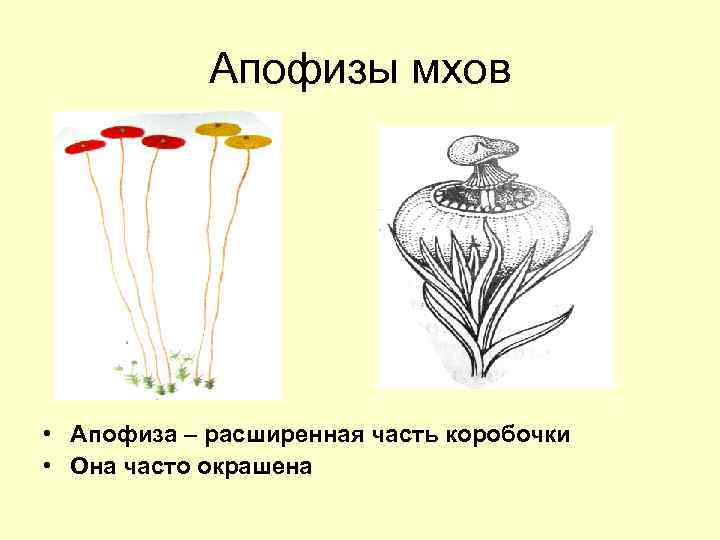 Апофизы мхов • Апофиза – расширенная часть коробочки • Она часто окрашена 
