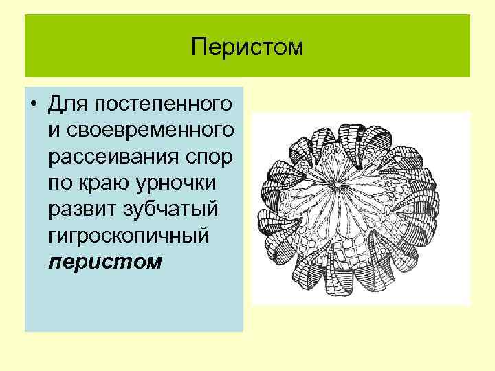 Перистом • Для постепенного и своевременного рассеивания спор по краю урночки развит зубчатый гигроскопичный