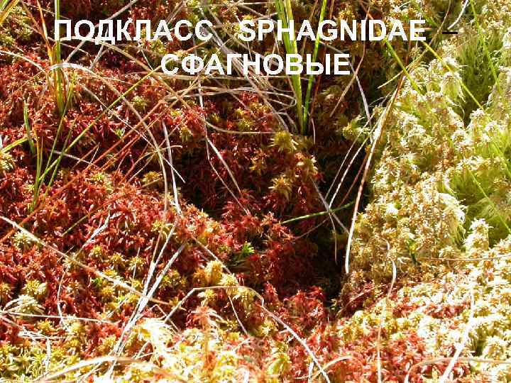ПОДКЛАСС SPHAGNIDAE СФАГНОВЫЕ 