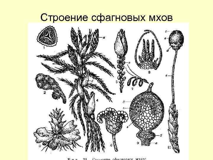 Строение сфагновых мхов 