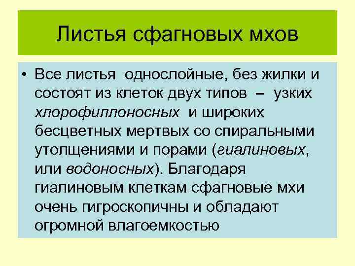 Листья сфагновых мхов • Все листья однослойные, без жилки и состоят из клеток двух