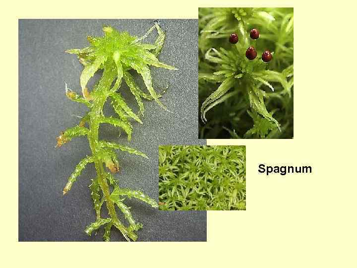 Spagnum 