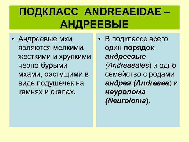 ПОДКЛАСС ANDREAEIDAE АНДРЕЕВЫЕ • Андреевые мхи • В подклассе всего являются мелкими, один порядок