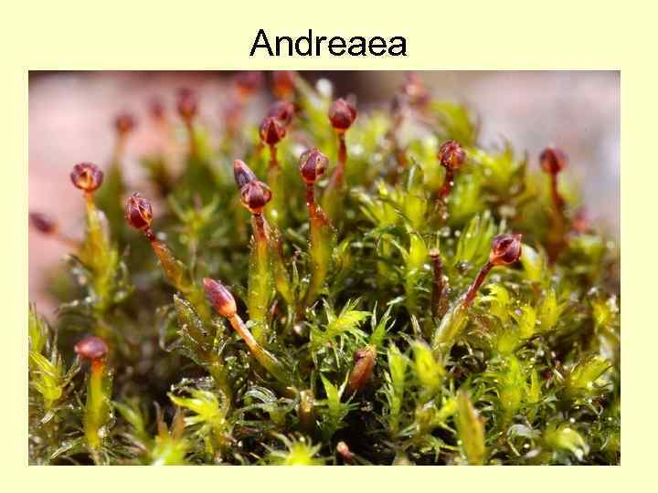 Andreaea 