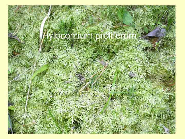 Hylocomium proliferum 