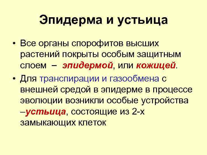 Эпидерма и устьица • Все органы спорофитов высших растений покрыты особым защитным слоем эпидермой,