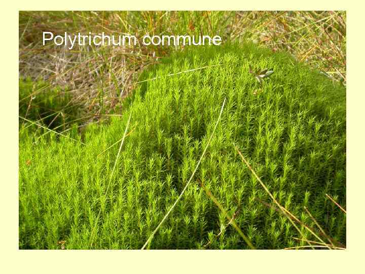 Polytrichum commune 