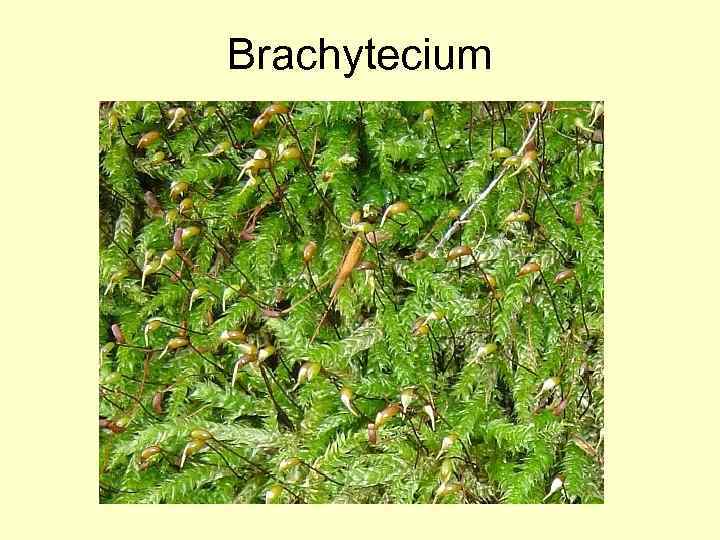 Brachytecium 