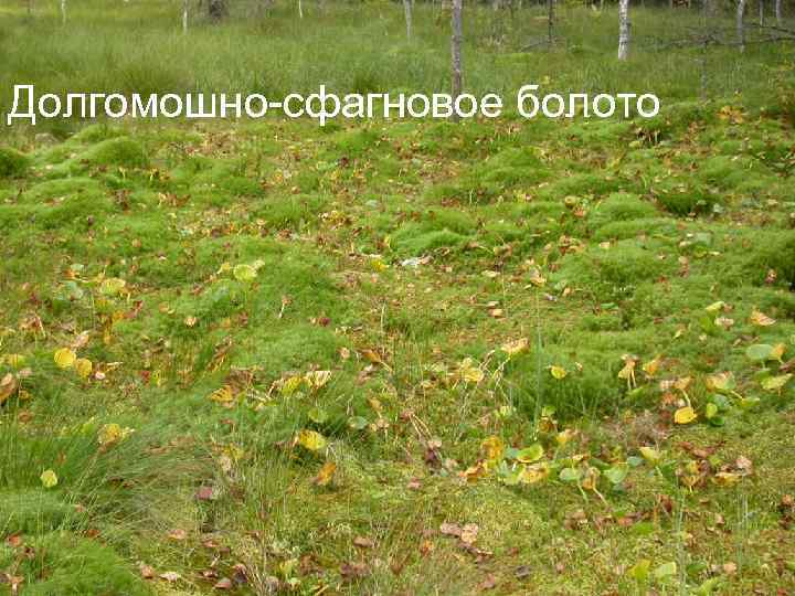 Долгомошно-сфагновое болото 