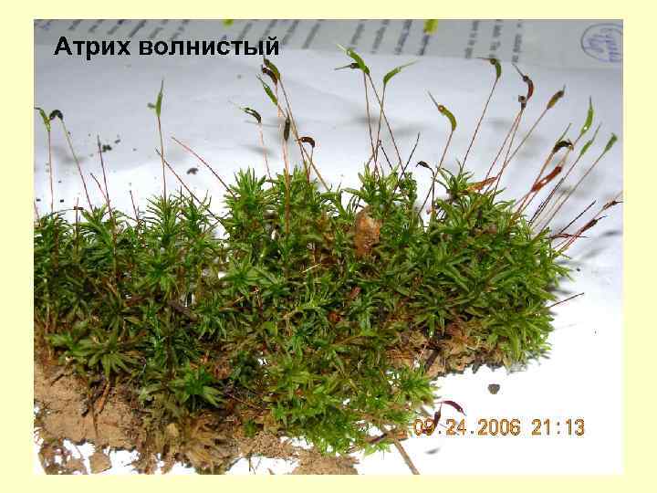 Атрих волнистый 