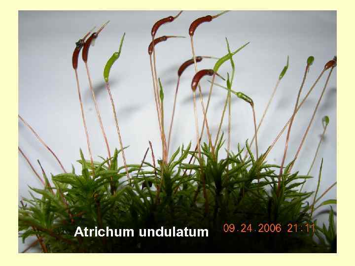 Atrichum undulatum 