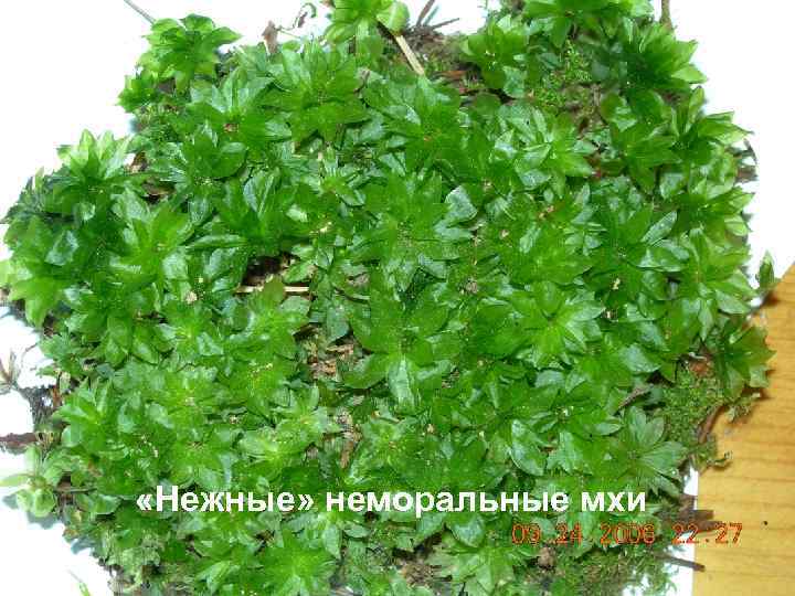  «Нежные» неморальные мхи 