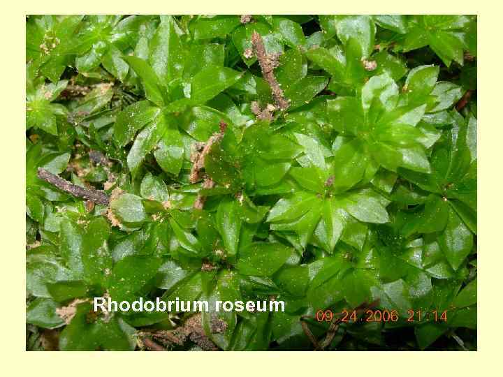 Rhodobrium roseum 