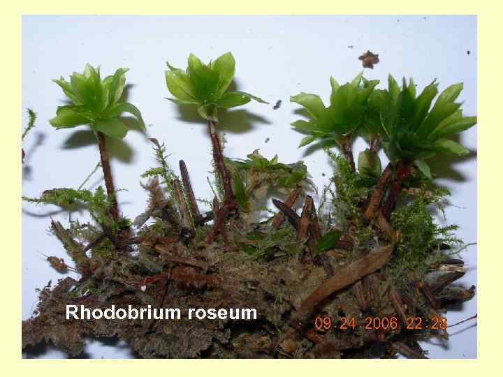 Rhodobrium roseum 