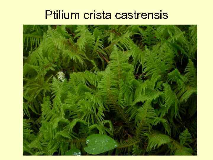 Ptilium crista castrensis 