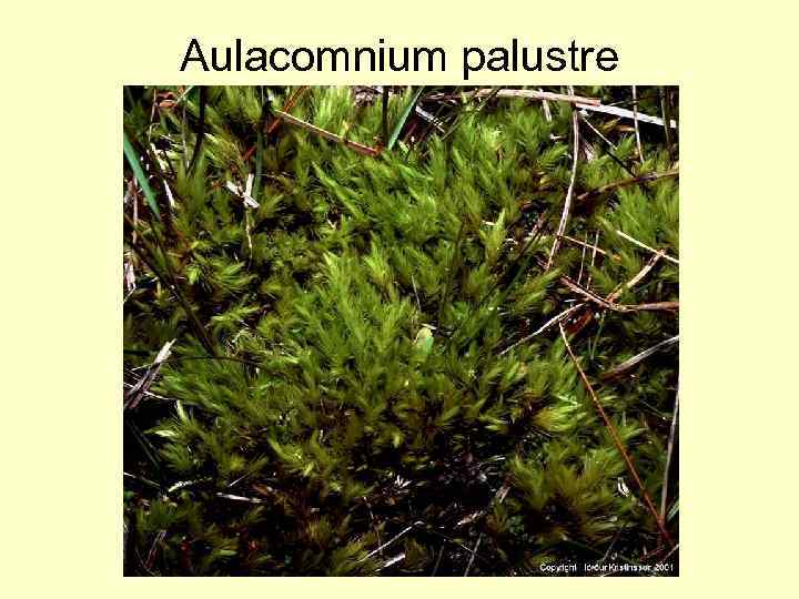 Aulacomnium palustre 
